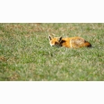 20210324 Fuchs 1 DSC00267 (1).jpg